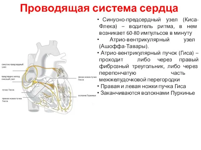 Проводящая система сердца Синусно-предсердный узел (Киса-Флека) – водитель ритма, в нем возникает