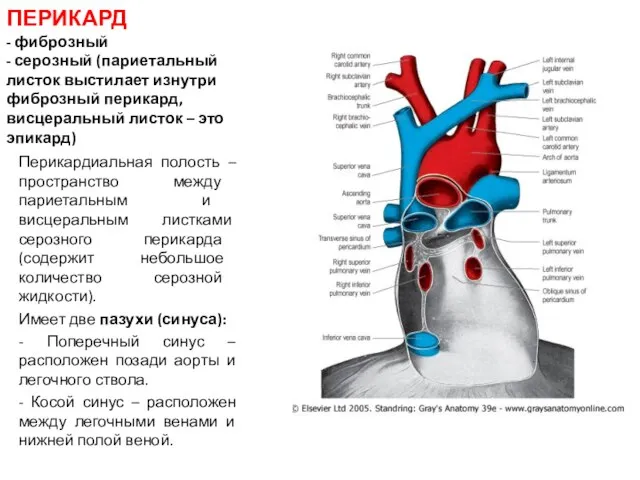 ПЕРИКАРД - фиброзный - серозный (париетальный листок выстилает изнутри фиброзный перикард, висцеральный