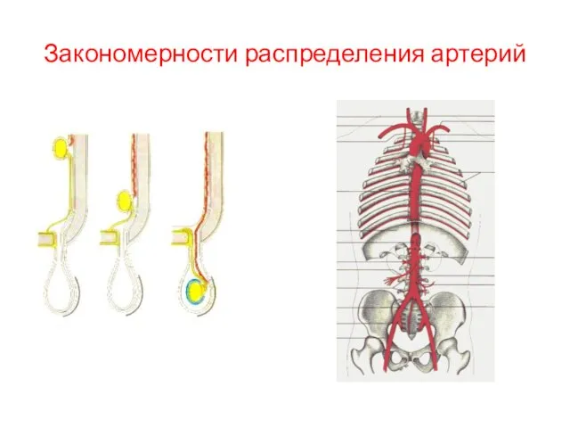 Закономерности распределения артерий