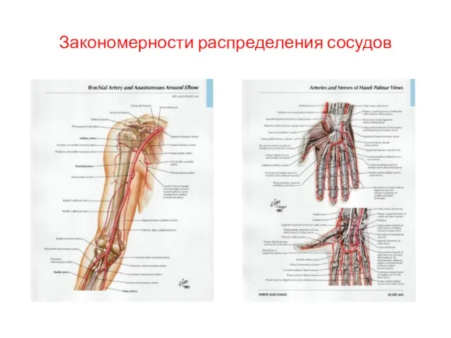 Закономерности распределения сосудов