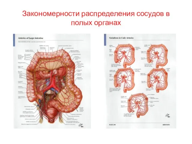 Закономерности распределения сосудов в полых органах