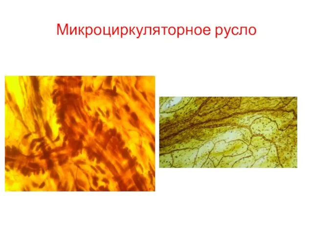 Микроциркуляторное русло