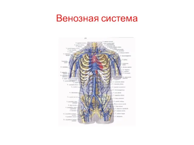 Венозная система