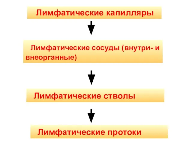 Лимфатические капилляры Лимфатические сосуды (внутри- и внеорганные) Лимфатические стволы Лимфатические протоки