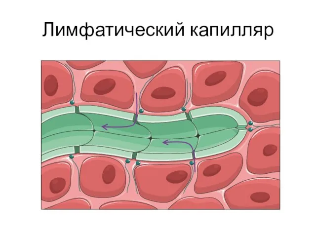 Лимфатический капилляр