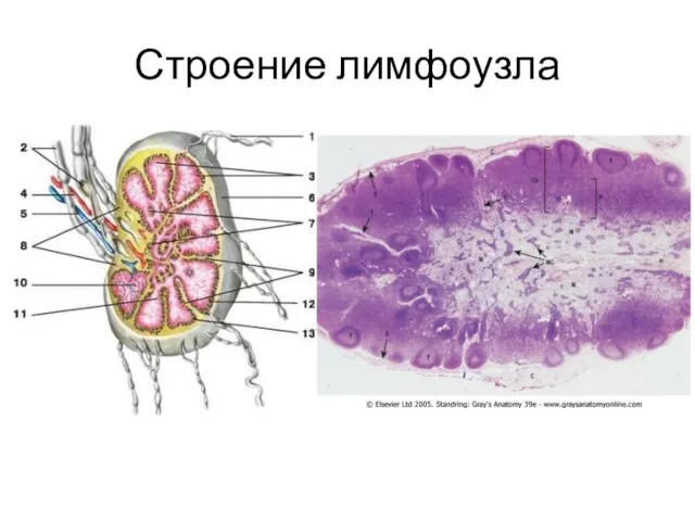 Строение лимфоузла