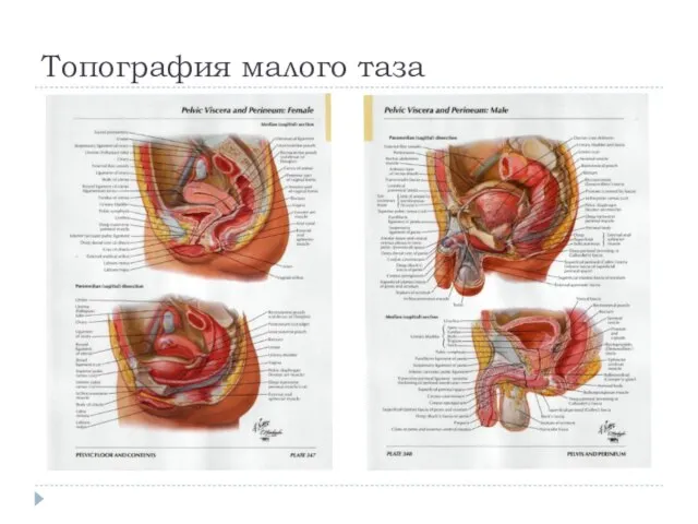 Топография малого таза