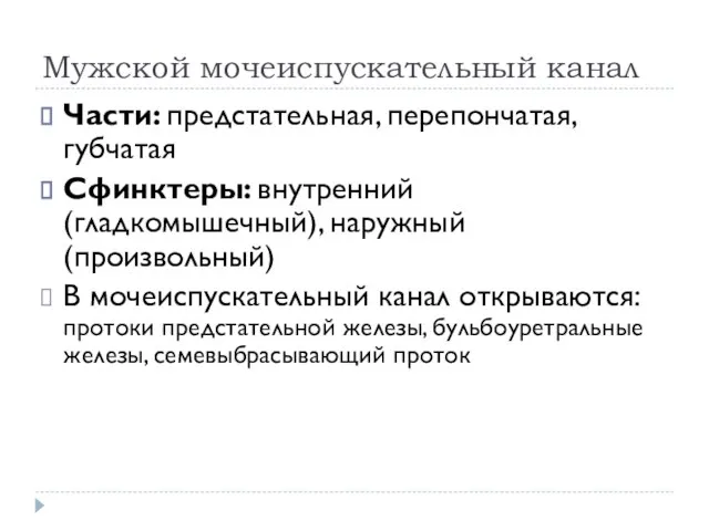 Мужской мочеиспускательный канал Части: предстательная, перепончатая, губчатая Сфинктеры: внутренний (гладкомышечный), наружный (произвольный)