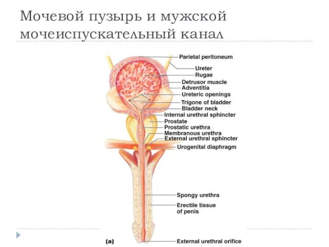 Мочевой пузырь и мужской мочеиспускательный канал