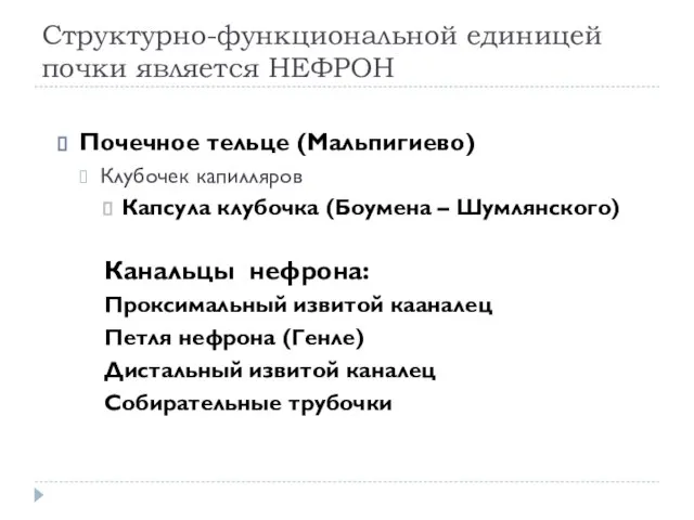 Структурно-функциональной единицей почки является НЕФРОН Почечное тельце (Мальпигиево) Клубочек капилляров Капсула клубочка