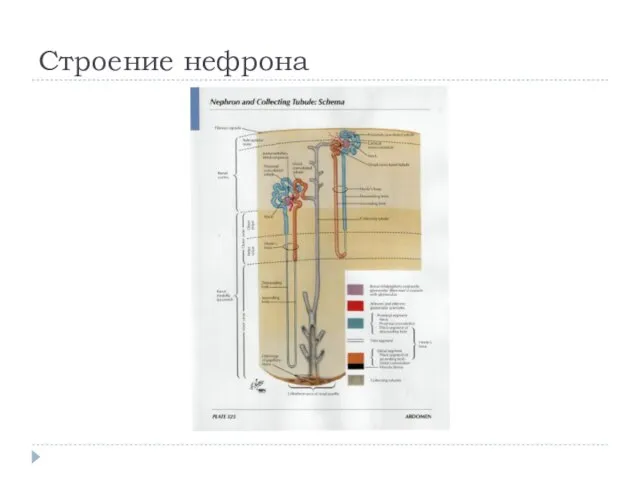 Строение нефрона