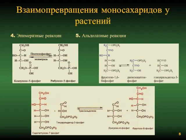 Взаимопревращения моносахаридов у растений 4. Эпимеразные реакции 5. Альдолазные реакции