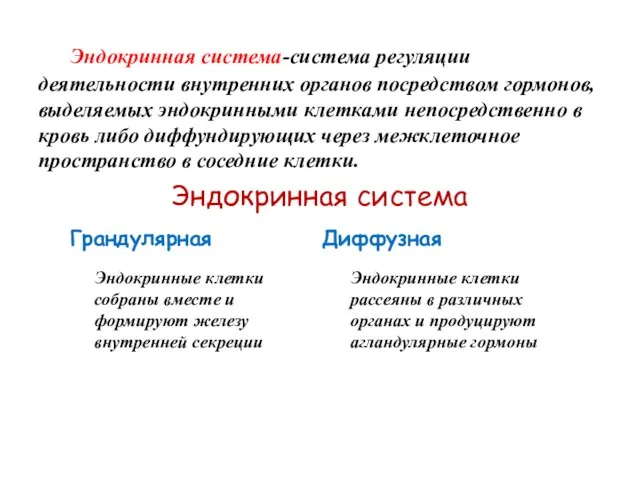 Эндокринная система-система регуляции деятельности внутренних органов посредством гормонов, выделяемых эндокринными клетками непосредственно