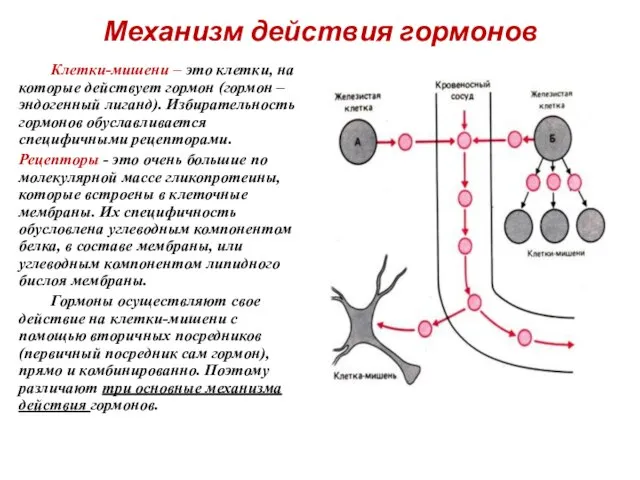 Механизм действия гормонов Клетки-мишени – это клетки, на которые действует гормон (гормон