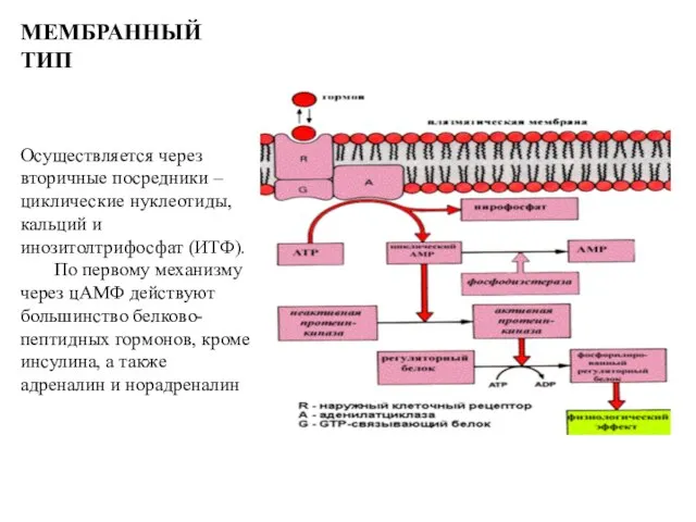 МЕМБРАННЫЙ ТИП Осуществляется через вторичные посредники – циклические нуклеотиды, кальций и инозитолтрифосфат