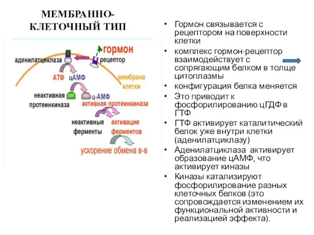 МЕМБРАННО-КЛЕТОЧНЫЙ ТИП Гормон связывается с рецептором на поверхности клетки комплекс гормон-рецептор взаимодействует