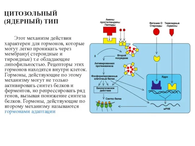 Этот механизм действия характерен для гормонов, которые могут легко проникать через мембрану(