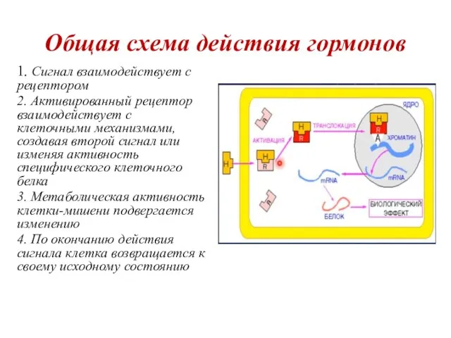 Общая схема действия гормонов 1. Сигнал взаимодействует с рецептором 2. Активированный рецептор