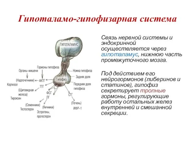 Гипоталамо-гипофизарная система Связь нервной системы и эндокринной осуществляется через гипоталамус, нижнюю часть