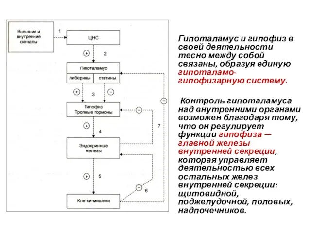 Гипоталамус и гипофиз в своей деятельности тесно между собой связаны, образуя единую