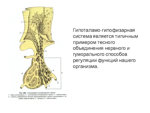 Гипоталамо-гипофизарная система является типичным примером тесного объединения нервного и гуморального способов регуляции функций нашего организма.