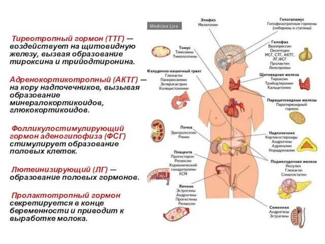 Тиреотропный гормон (ТТГ) — воздействует на щитовидную железу, вызвая образование тироксина и