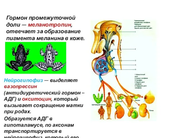 Гормон промежуточной доли — меланотропин, отвечает за образование пигмента меланина в коже.