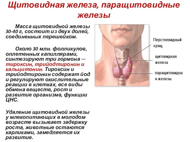 Щитовидная железа, паращитовидные железы Масса щитовидной железы 30-40 г, состоит из двух