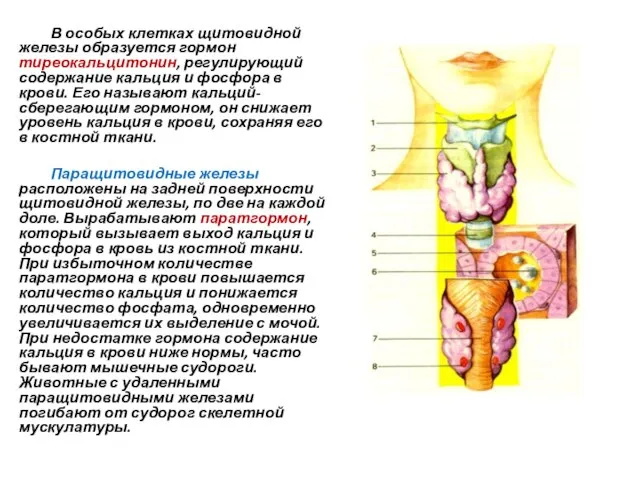 В особых клетках щитовидной железы образуется гормон тиреокальцитонин, регулирующий содержание кальция и