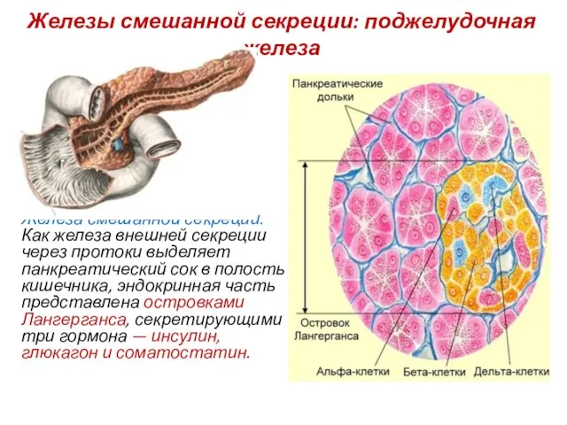 Железы смешанной секреции: поджелудочная железа Железа смешанной секреции. Как железа внешней секреции