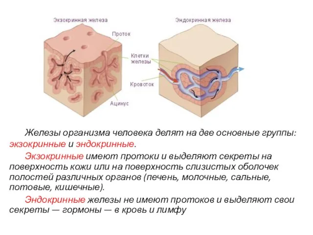 Железы организма человека делят на две основные группы: экзокринные и эндокринные. Экзокринные