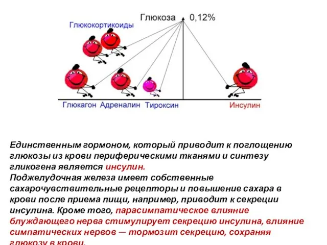 Единственным гормоном, который приводит к поглощению глюкозы из крови периферическими тканями и