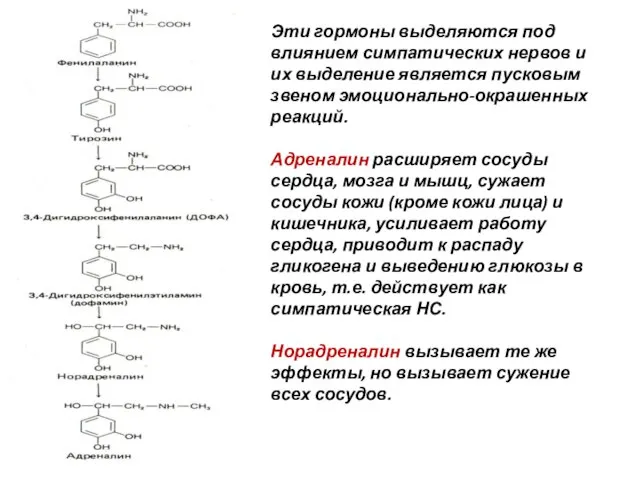 Эти гормоны выделяются под влиянием симпатических нервов и их выделение является пусковым