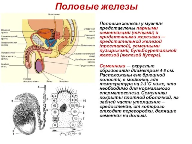 Половые железы Половые железы у мужчин представлены парными семенниками (яичками) и придаточными