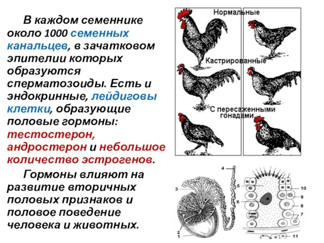 В каждом семеннике около 1000 семенных канальцев, в зачатковом эпителии которых образуются