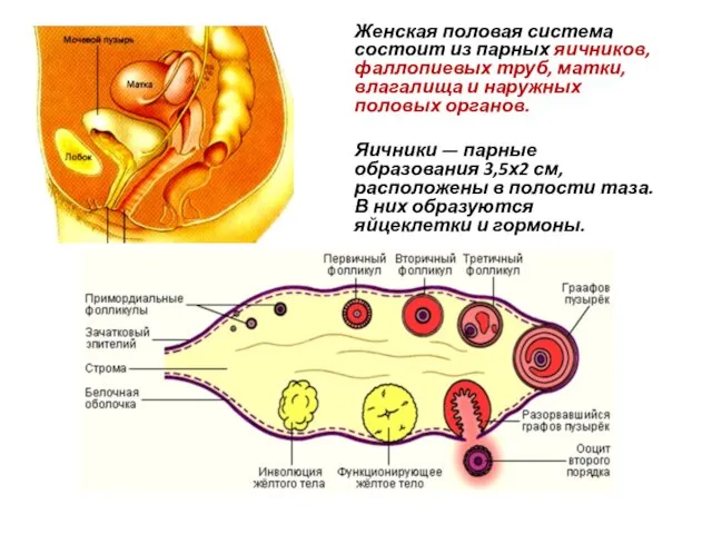 Женская половая система состоит из парных яичников, фаллопиевых труб, матки, влагалища и