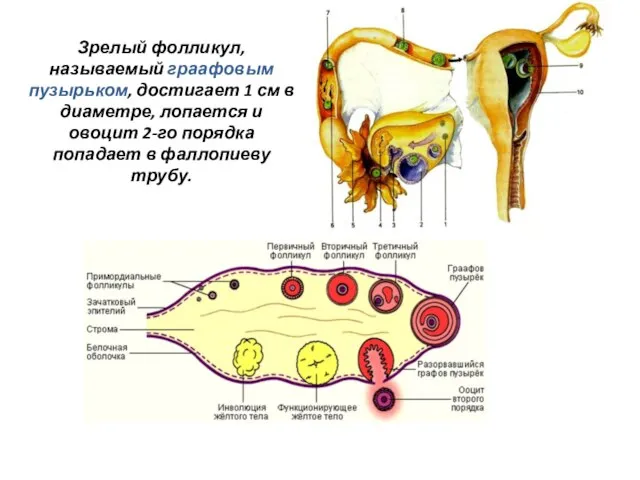Зрелый фолликул, называемый граафовым пузырьком, достигает 1 см в диаметре, лопается и