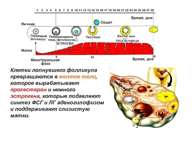 Клетки лопнувшего фолликула превращаются в желтое тело, которое вырабатывает прогестерон и немного