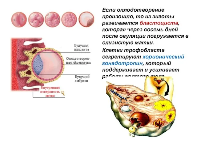 Если оплодотворение произошло, то из зиготы развивается бластоциста, которая через восемь дней