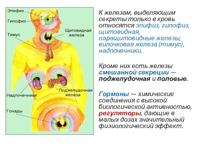 К железам, выделяющим секреты только в кровь относятся эпифиз, гипофиз, щитовидная, паращитовидные