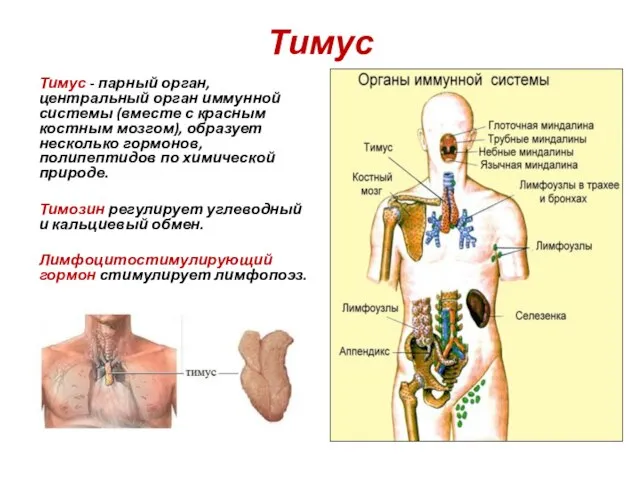 Тимус Тимус - парный орган, центральный орган иммунной системы (вместе с красным