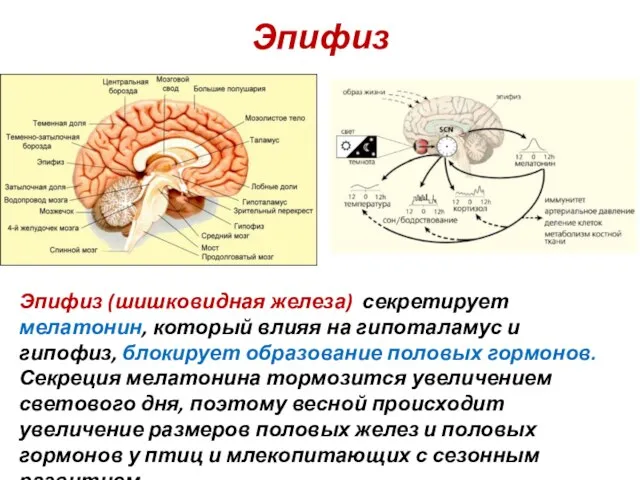 Эпифиз Эпифиз (шишковидная железа) секретирует мелатонин, который влияя на гипоталамус и гипофиз,