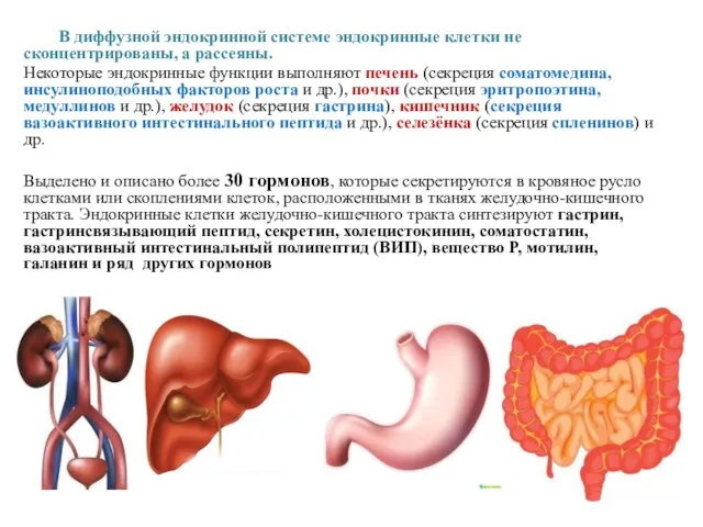 В диффузной эндокринной системе эндокринные клетки не сконцентрированы, а рассеяны. Некоторые эндокринные