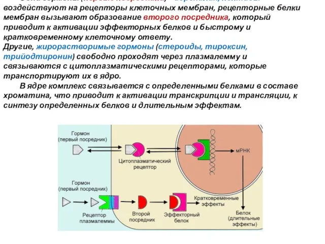 Одни гормоны (первые посредники) – адреналин, пептиды – воздействуют на рецепторы клеточных