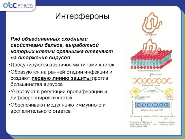 Ряд объединенных сходными свойствами белков, выработкой которых клетки организма отвечают на вторжение