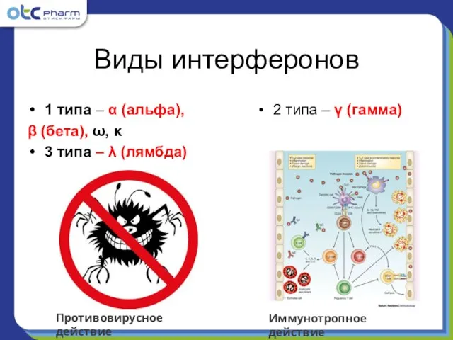 Виды интерферонов 1 типа – α (альфа), β (бета), ω, κ 3