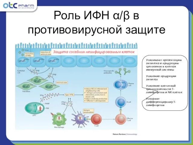 Роль ИФН α/β в противовирусной защите Защита соседних неинфицированных клеток Усиливают презентацию