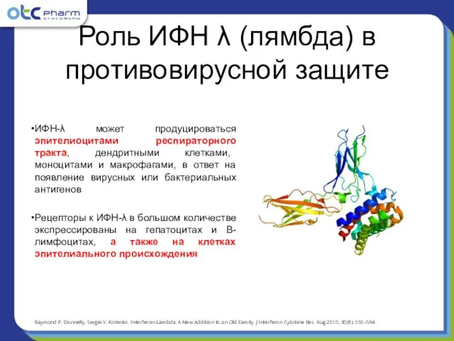 ИФН-λ может продуцироваться эпителиоцитами респираторного тракта, дендритными клетками, моноцитами и макрофагами, в