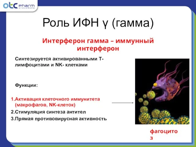 Синтезируется активированными Т-лимфоцитами и NK- клетками Функции: Активация клеточного иммунитета (макрофагов, NK-клеток)