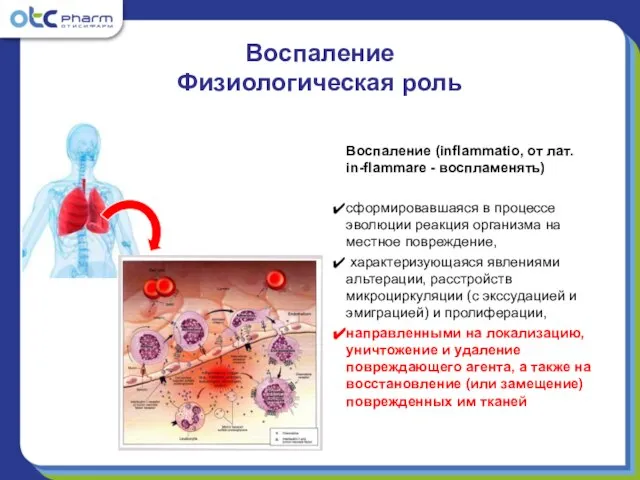 Воспаление Физиологическая роль Воспаление (inflammatio, от лат. in-flammare - воспламенять) сформировавшаяся в